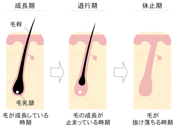 毛周期について